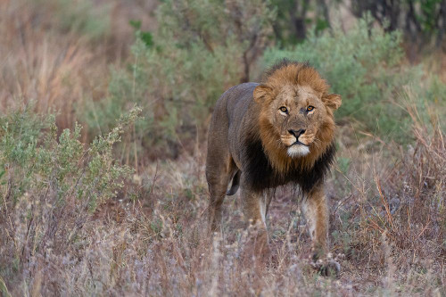 A male lion patrolling Okavango Delta-Botswana Poster Print - Sergio Pitamitz