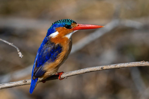 A malachite kingfisher-Alcedo cristata Moremi Game Reserve-Okavango Delta-Botswana Poster Print - Sergio Pitamitz