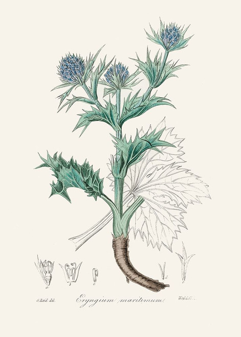 The Sea Holly