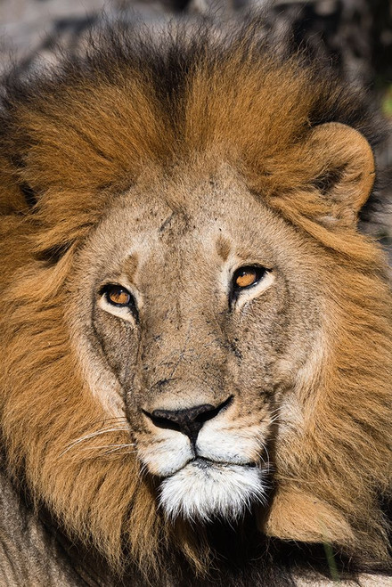 Close-up portrait of a male lion-Panthera leo Moremi Game Reserve-Okavango Delta-Botswana Poster Print - Sergio Pitamitz