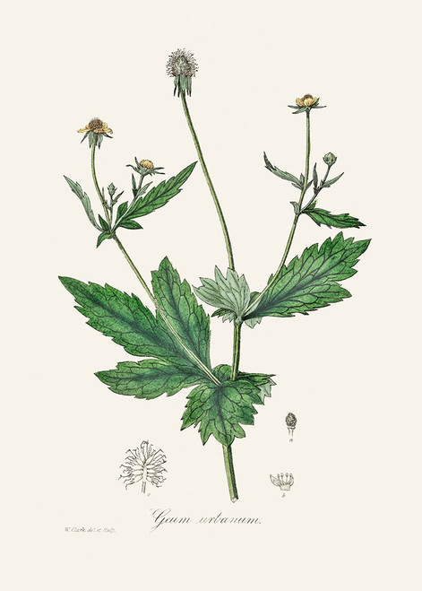 Wood Avens