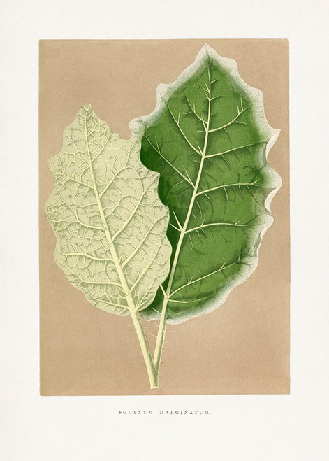 Green Solanum Marginatum Leaf Illustration Poster Print - Les Plantes