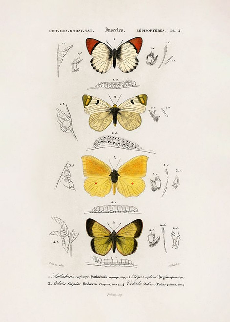 Different Types of Butterflies Poster Print - Charles D. Dessalines