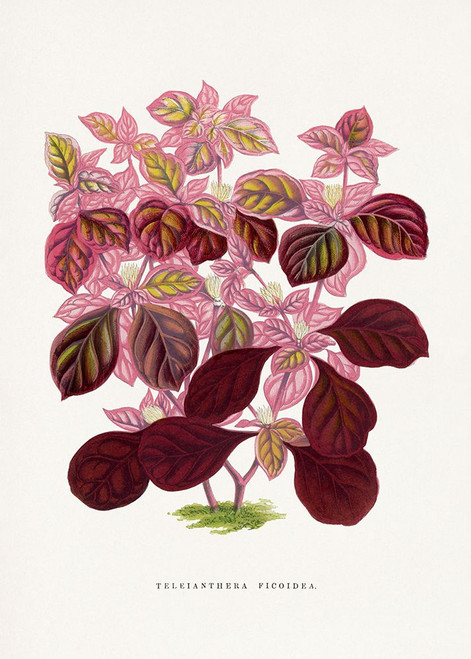 Pink Teleianthera Ficoidea Leaf Illustration Poster Print - Les Plantes