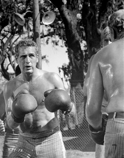 Paul Newman Boxing Posed Black and White Photo Print - Item # VARCEL686337