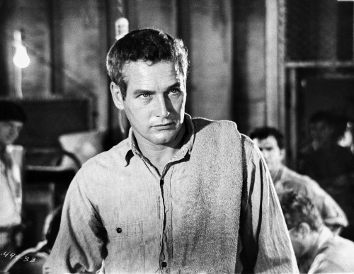 Paul Newman Posed in Classic Photo Print - Item # VARCEL686350