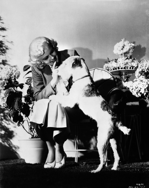 Jean Harlow Seated Petting a Dog in Suit Dress and White Skirt Photo Print - Item # VARCEL696853