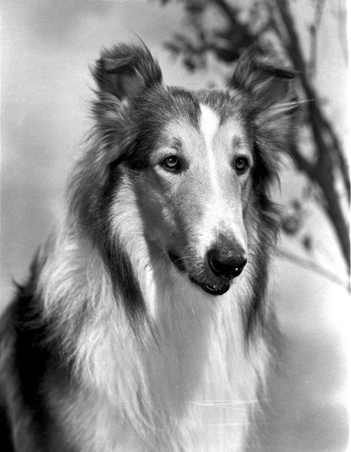Lassie Portrait Photo Print - Item # VARCEL701292