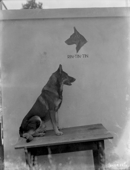 Rin Tin Tin Photo Print - Item # VARCEL694041