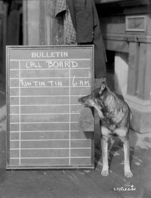 Rin Tin Tin Photo Print - Item # VARCEL694037