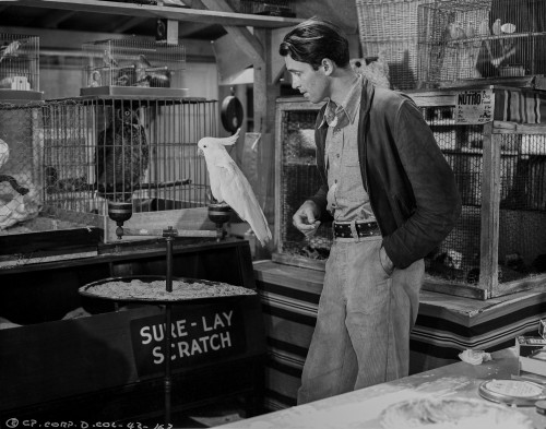 James Stewart posed with Bird Classic Portrait Photo Print - Item # VARCEL707909