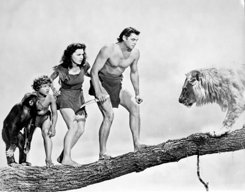 Johnny Weissmuller Met a Lion on a Tree Branch in a Movie Scene Photo Print - Item # VARCEL709323