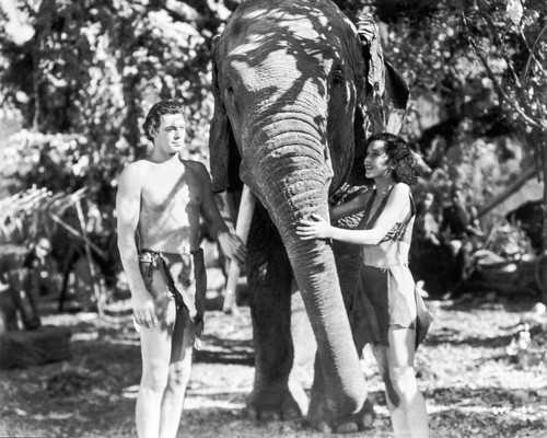 Johnny Weissmuller Petting an Elephant with a Woman in a Classic Movie Scene Photo Print - Item # VARCEL709305