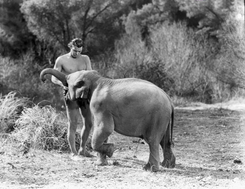 Johnny Weissmuller Petting an Elephant in a Classic Movie Scene Photo Print - Item # VARCEL709430