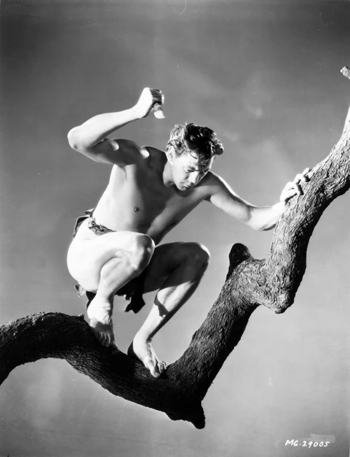Johnny Weissmuller On Top of a Tree Branch Holding a Sharp Object in a Classic Movie Scene Photo Print - Item # VARCEL709436