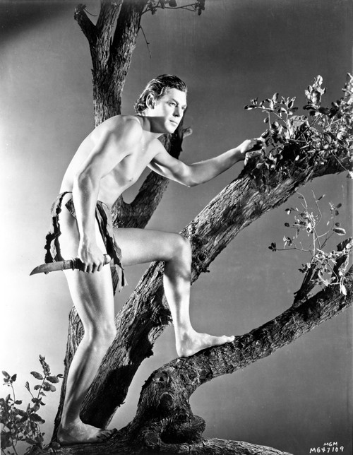 Johnny Weissmuller Climbing a Tree in a Movie Scene Photo Print - Item # VARCEL709450