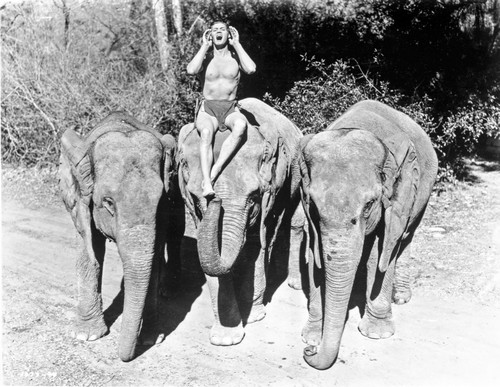 Johnny Weissmuller Riding an Elephant while Shouting in a Movie Scene Photo Print - Item # VARCEL709452