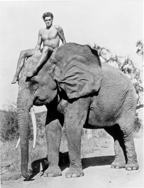 Johnny Weissmuller Riding an Elephant Photo Print - Item # VARCEL709459
