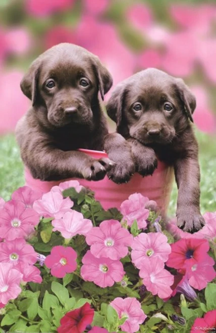 Labs Poster Print by Keith Kimberlin Poster Print