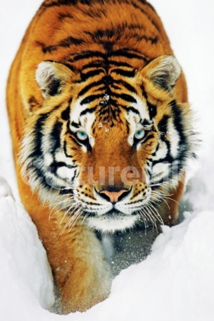 Tiger Snow Poster Print Poster - 22 x 34 inches
