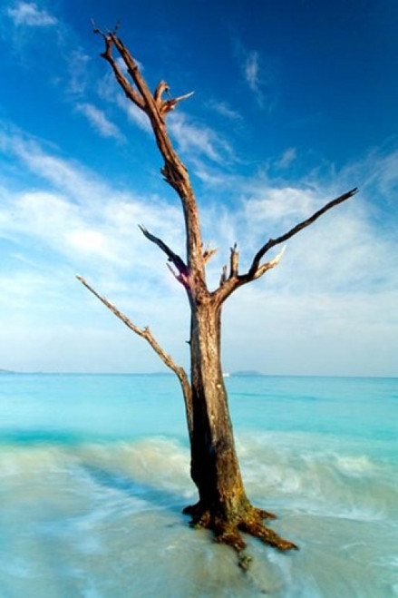 Cinnamon Bay Tree - Nathan Lovas Poster - 22 x 34 inches