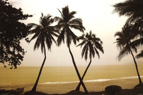 China - Palm Trees Hainan Island Poster Print