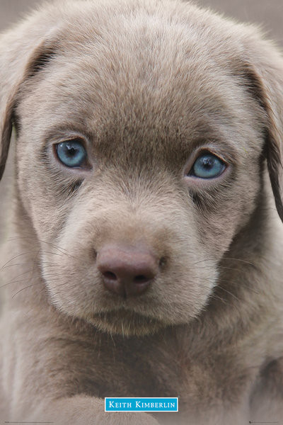 Keith Kimberlin Puppies Blue Eyes Poster Print