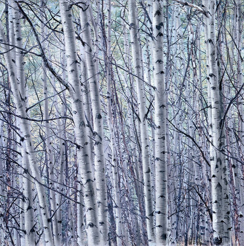 Birch Trees Poster Print - Kevin Daniel
