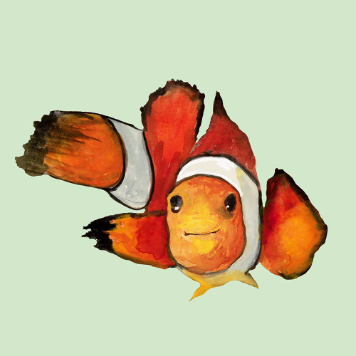 Clownfish Poster Print - Q Jacob