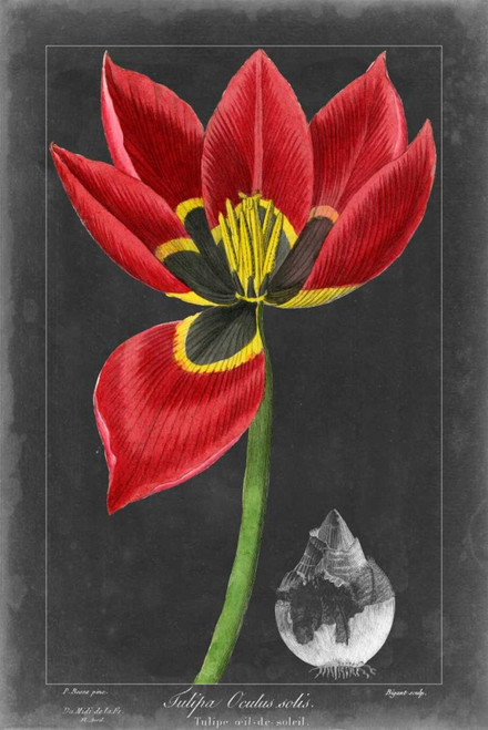 Midnight Tulip II Poster Print - Studio Vision