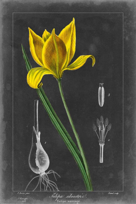 Midnight Tulip VI Poster Print - Studio Vision