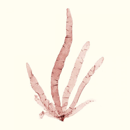 Seaweed Collection VI Poster Print - Studio Vision