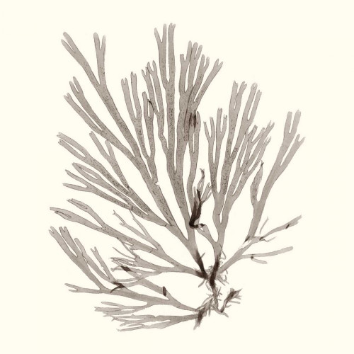 Seaweed Collection IX Poster Print - Studio Vision