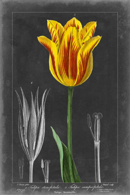 Midnight Tulip V Poster Print - Studio Vision