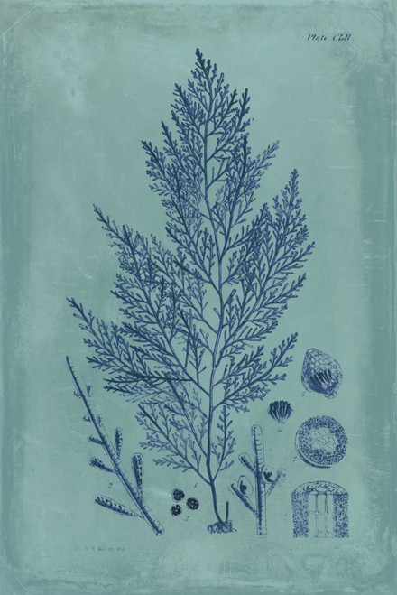 Indigo and Azure Seaweed IV Poster Print - Studio Vision