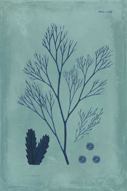 Indigo and Azure Seaweed V Poster Print - Studio Vision