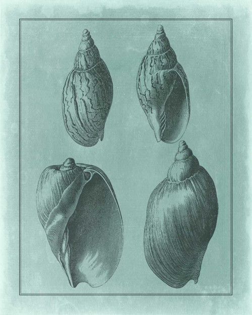 Spa Shell Collection III Poster Print - Studio Vision