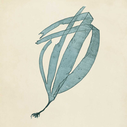 Chromatic Seaweed II Poster Print - Studio Vision