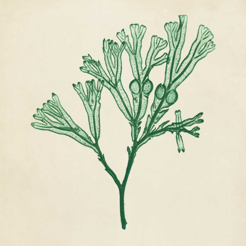 Chromatic Seaweed IV Poster Print - Studio Vision