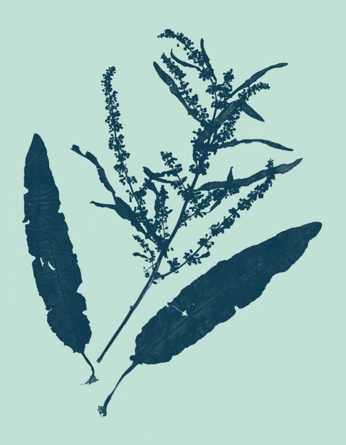Indigo and Mint Botanical Study IV Poster Print - Studio Vision