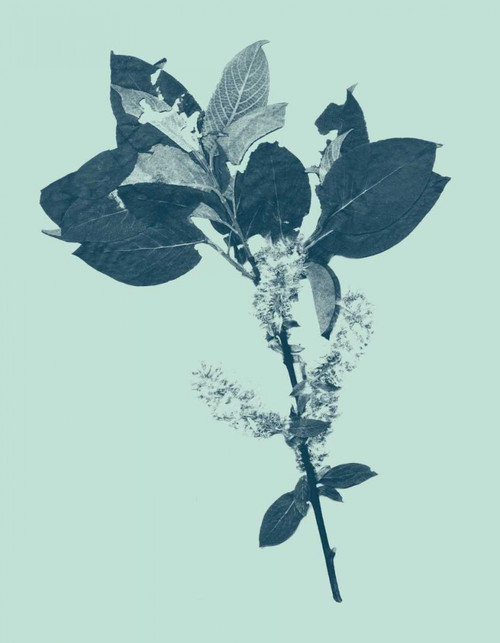 Indigo and Mint Botanical Study V Poster Print - Studio Vision