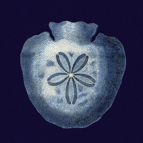 Indigo Shells III Poster Print - Studio Vision