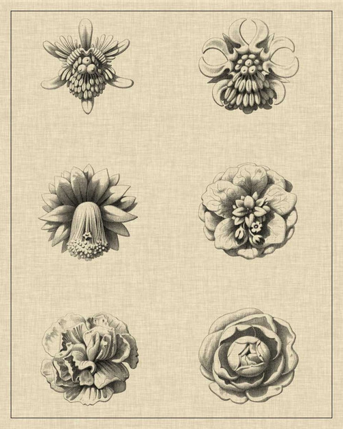 Floral Rosette III Poster Print - Studio Vision