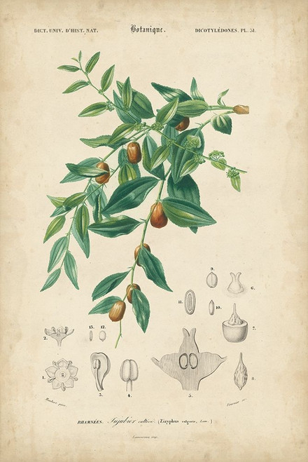 Tropical Botanique VII Poster Print - Studio Vision