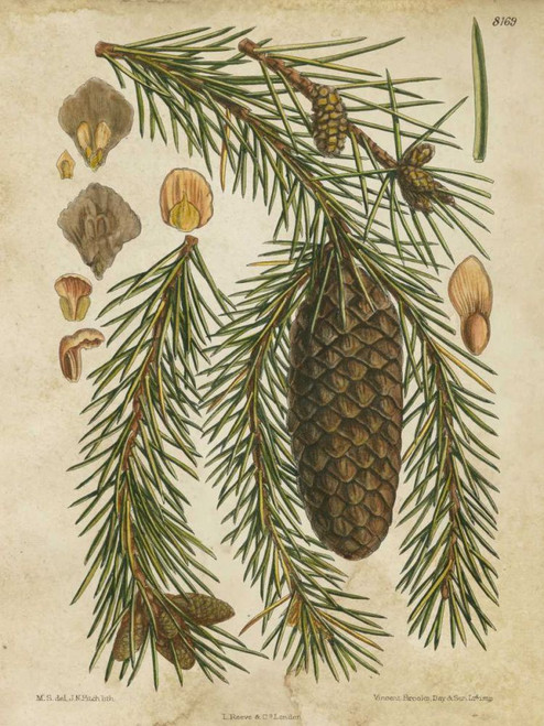 Vintage Conifers I Poster Print - Studio Vision