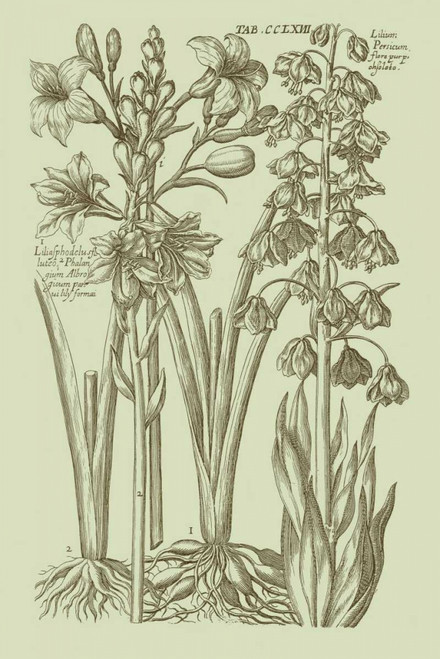 Garden of Flora II Poster Print - Studio Vision