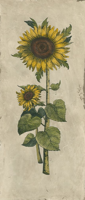 Sunflower Fresco II Poster Print - Studio Vision