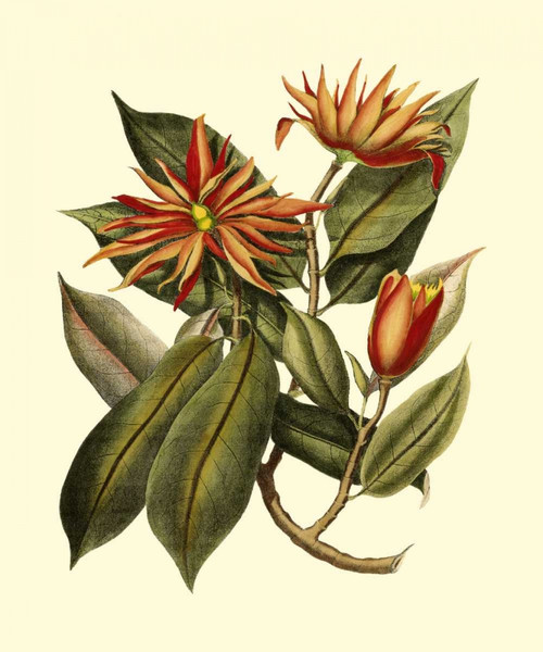 Magnificent Foliage I Poster Print - Studio Vision