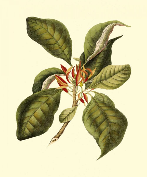 Magnificent Foliage III Poster Print - Studio Vision