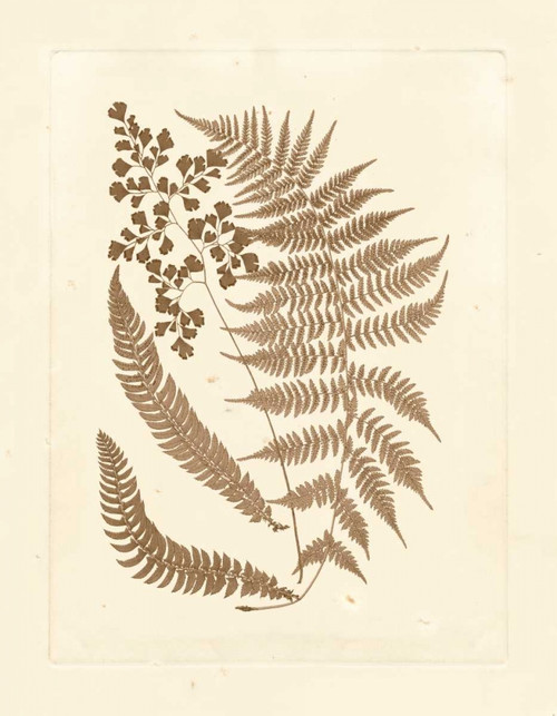 Sepia Ferns III Poster Print - Studio Vision
